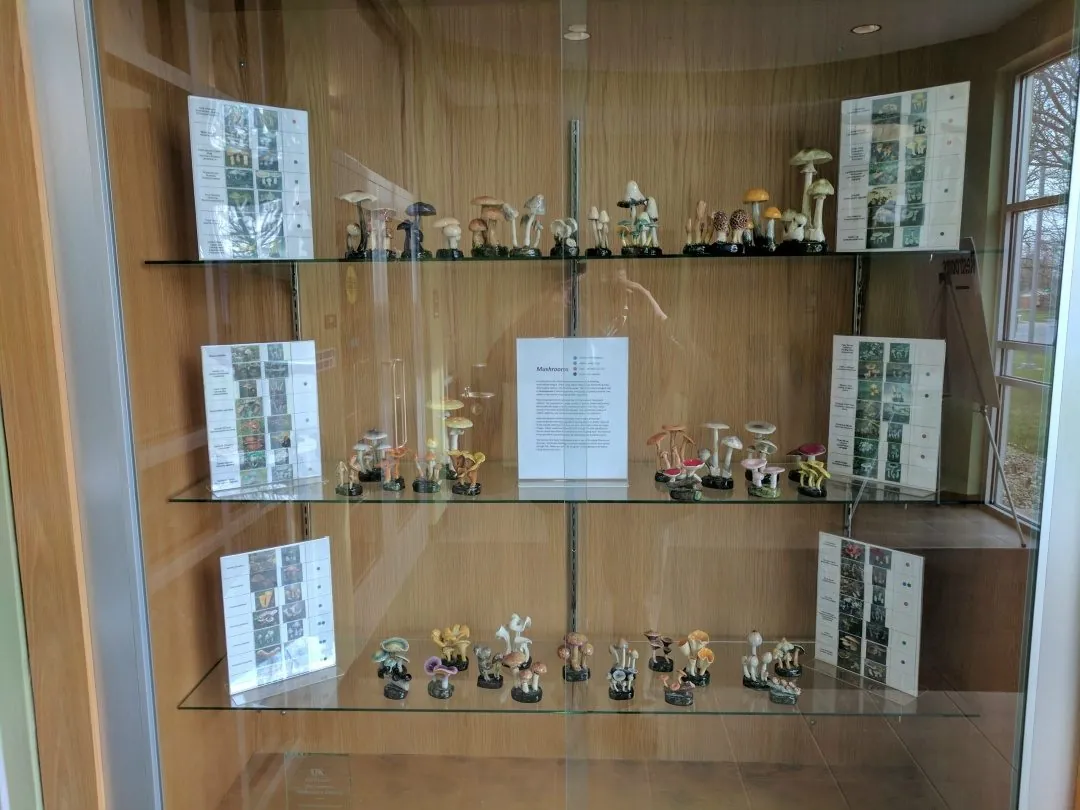 A display of the mushrooms at the University of Kentucky, USA.